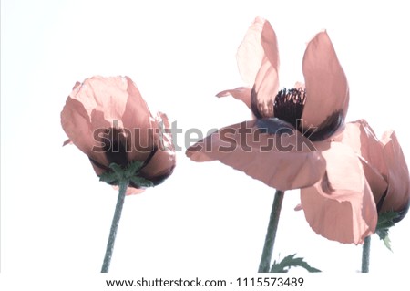 lovely pink poppies