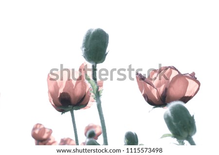 lovely pink poppies
