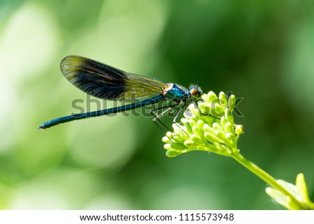Dragonfly Close Up On Green Flower
