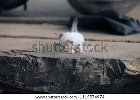 adorable animals - close up of a funny white kitten with gray ear, sitting on a wooden bench outdoors, in the Gambia, Africa, on a sunny summer days, with kitchen bowls in the background