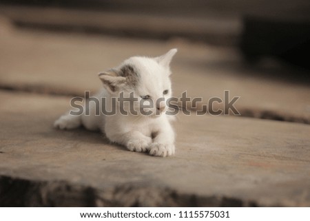 adorable animals - close up of a funny white kitten with gray ear, sitting on a wooden bench outdoors, in the Gambia, Africa, on a sunny summer days, with kitchen bowls in the background
