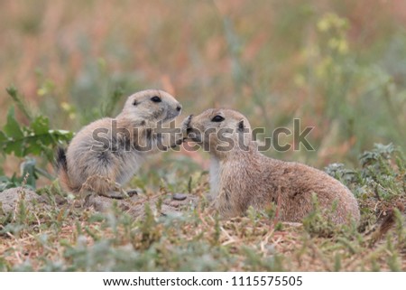 Black Tailed Prairie Dog babies playing eating and interacting at their hole in  First Peoples Buffalo Jump State Park Montana Royalty-Free Stock Photo #1115575505