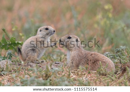 Black Tailed Prairie Dog babies playing eating and interacting at their hole in  First Peoples Buffalo Jump State Park Montana Royalty-Free Stock Photo #1115575514