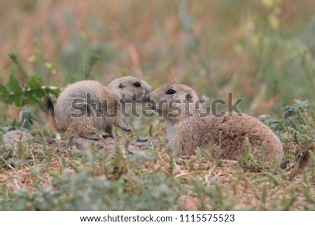 Black Tailed Prairie Dog babies playing eating and interacting at their hole in  First Peoples Buffalo Jump State Park Montana Royalty-Free Stock Photo #1115575523