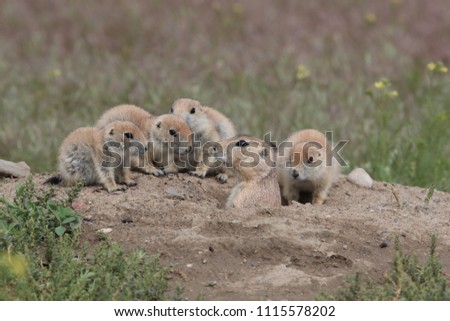 Black Tailed Prairie Dog, First Peoples Buffalo Jump State Park Montana Royalty-Free Stock Photo #1115578202