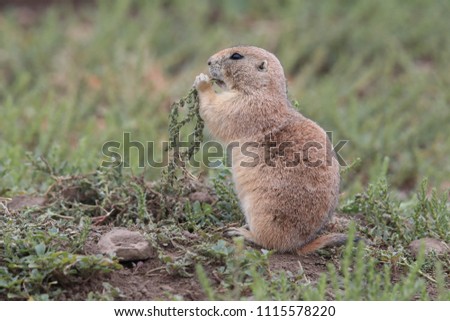 Black Tailed Prairie Dog, First Peoples Buffalo Jump State Park Montana Royalty-Free Stock Photo #1115578220