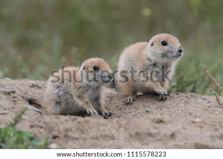 Black Tailed Prairie Dog, First Peoples Buffalo Jump State Park Montana Royalty-Free Stock Photo #1115578223