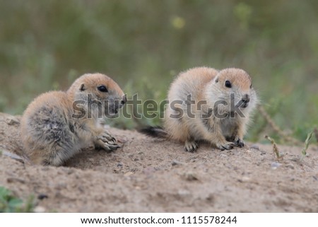 Black Tailed Prairie Dog, First Peoples Buffalo Jump State Park Montana Royalty-Free Stock Photo #1115578244