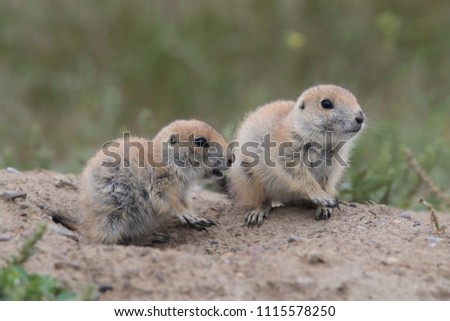 Black Tailed Prairie Dog, First Peoples Buffalo Jump State Park Montana Royalty-Free Stock Photo #1115578250