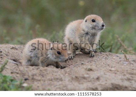 Black Tailed Prairie Dog, First Peoples Buffalo Jump State Park Montana Royalty-Free Stock Photo #1115578253