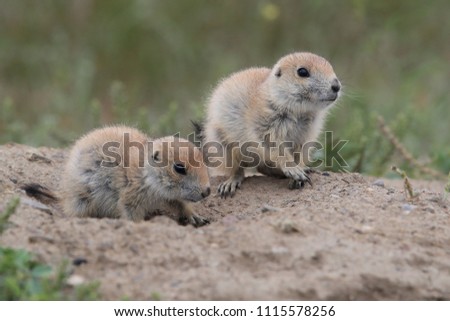 Black Tailed Prairie Dog, First Peoples Buffalo Jump State Park Montana Royalty-Free Stock Photo #1115578256