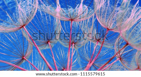 dandelion seeds texture background. close up.
