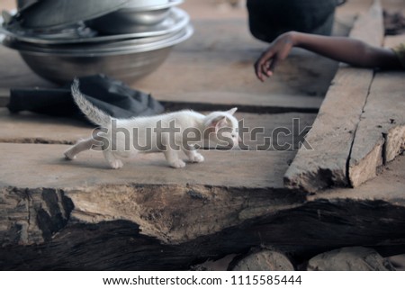 adorable animals - photo of a funny white cat with gray ear, going towards african girl hand, on a wooden bench outdoors, in the Gambia, Africa, on a sunny , with silver kitchen bowls and pot behind 