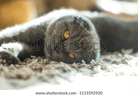 The sleepy kitten lies on wooden to a floor