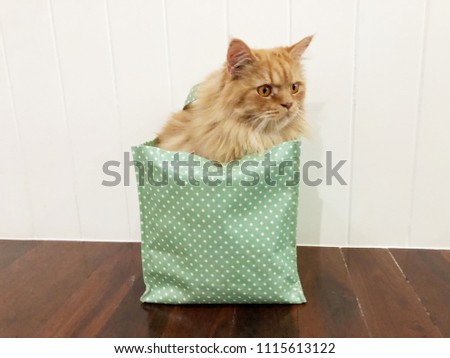 Ginger cat sitting in a green bag