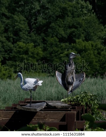 Grey heron  flashing a white heron