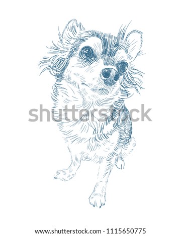 Adorable chihuahua dog on sitting pose with shadow on white background,vector illustraton