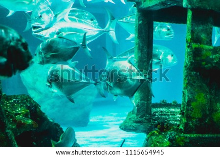 The ruins in the deep sea is different kinds of fish and water blue , soft focus , blurred.