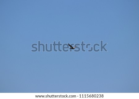 Pelican bird flying diving for fish over turquoise blue sky ocean surf and waves on horizon.