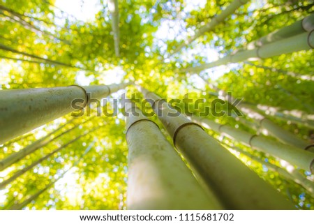 Bamboo forest, stems Royalty-Free Stock Photo #1115681702