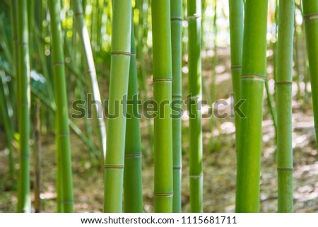Bamboo forest, stems