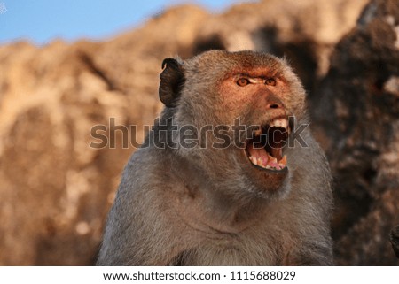 monkey yawning in jungle