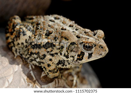 Toad Closeup Portrait