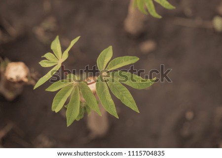 nature food close up - aerial horizontal photography of bright green manioc leafs and tuberous roots, in a garden outdoors on a sunny day during dry season in the Gambia, Africa