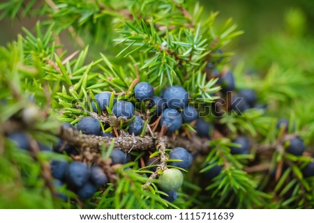 Juniperus berries used as a spice, particularly in European cuisine Royalty-Free Stock Photo #1115711639