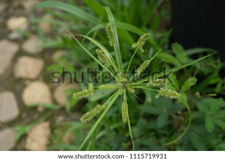Dactyloctenium aegyptium Crowfoot grass