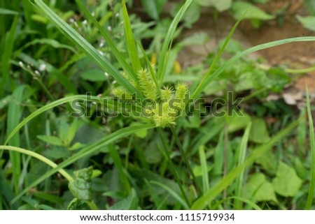 Dactyloctenium aegyptium Crowfoot grass