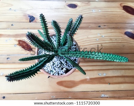 Top view cactus in pot on wooden table space background for text.