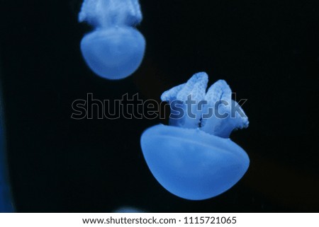 Jellyfish are mainly free-swimming marine animals with umbrella-shaped bells and trailing tentacles, although a few are not mobile, being anchored to the seabed by stalks.