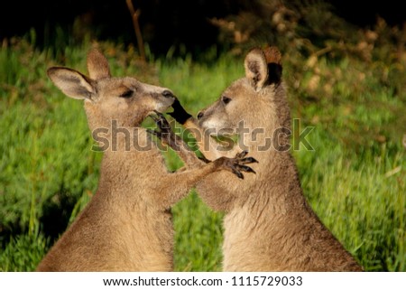 Wild kangaroos in the grass, playing or sitting with hills and
 in the background