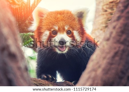 Red Panda, Firefox or Lesser Panda (Ailurus fulgens) on the tree