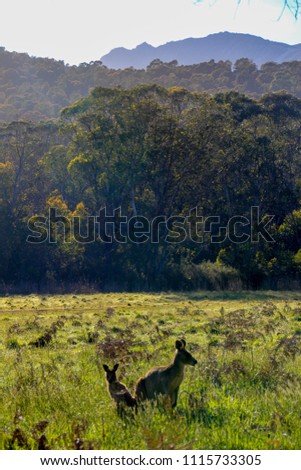 Wild kangaroos in the grass, playing or sitting with hills in the background