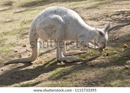 the albino kangaroo is eating vegetables in a field