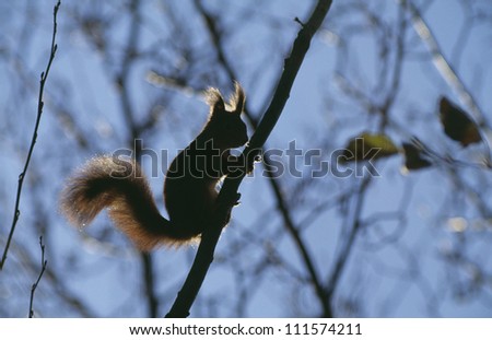 Silhouette of a squirrel climbing on a tree