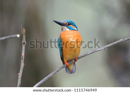 Common Kingfisher (Alcedo athis) on a branch