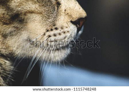Cat Chin close up 