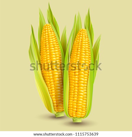 Fresh corncob design element in 3d illustration Royalty-Free Stock Photo #1115753639