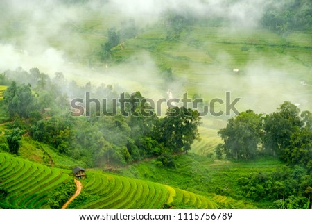 Lush rice paddy terraces of the misty mountains in Sapa, Lao Cai Province, north west Vietnam. Royalty-Free Stock Photo #1115756789
