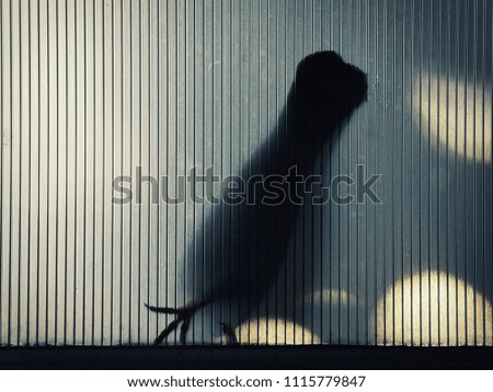 The shadow of a pigeon perched on the canopy ACRYLIC.
