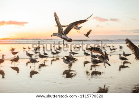 Seagulls on a sea, sunset light