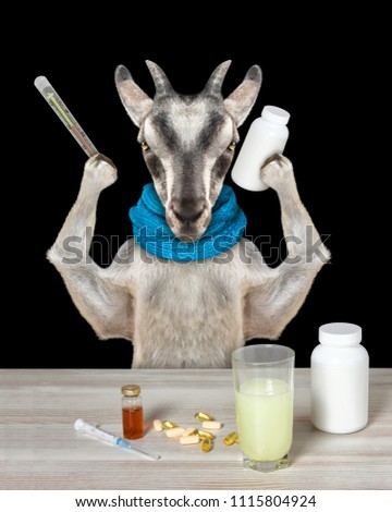 Goat is ill and drinks the medication. Isolated on black background