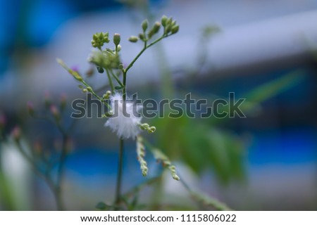 Natural background of green leaves and grass flowers.