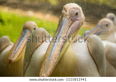 Rosie pelican in beautiful green background
