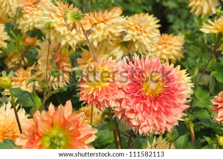 red chrysanthemums in the park