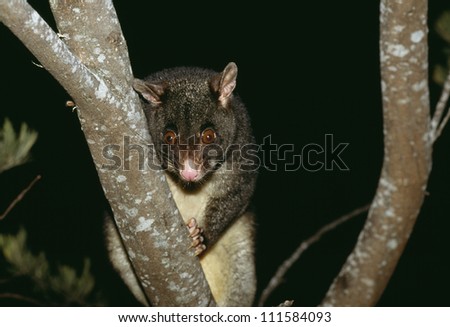 A Brushtail possum, Australia