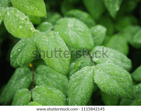 Green leaves with water drops, selective focus with shallow depth of field.